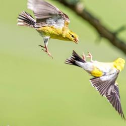 Goldfinches Screaming for vengeance