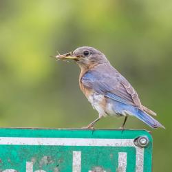 Female Bluebird grasshopper in mouth