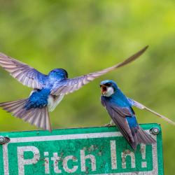 Tree Swallows arguing about nesting box