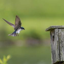 Tree Swallow messing with bluebird babies in box