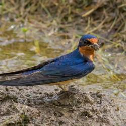 Barn swallow getting nesting materials