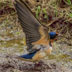 Barn swallow getting nesting materials