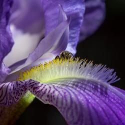 Wild Iris Flower Macro Photography