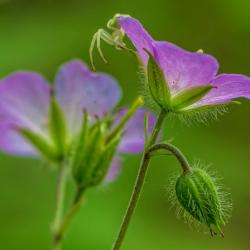 White Crab Spider on wild geranium