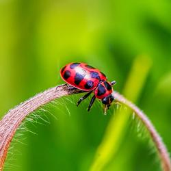 Pink-spotted Ladybug