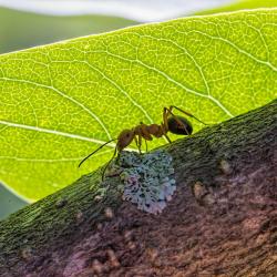 Ant in shade