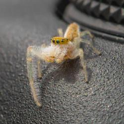 Hentzia Mitrata Jumping Spider on my 7D Mark ll