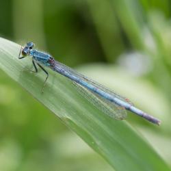 Blue dragonfly