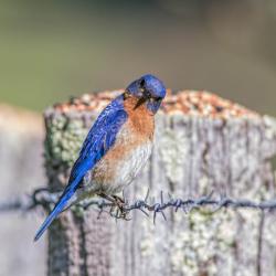 Bluebird looks at me funny
