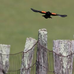 Red Winged Blackbird Flying