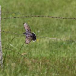 Eastern Kingbird
