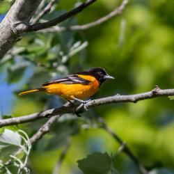 Baltimore Oriole in tree