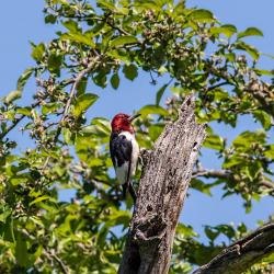 Red-headed Woodpecker