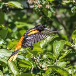 Baltimore Oriole Flying