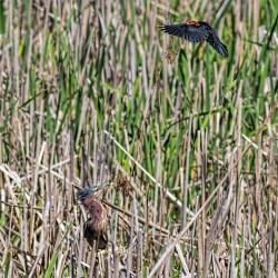 Red Winged Blackbird attacking Green Heron
