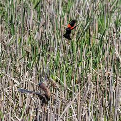 Red Winged Blackbird attacking Green Heron