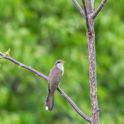 Yellow-billed cuckoo bird