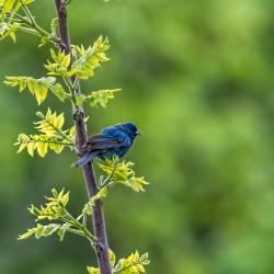 Indigo Bunting Bird