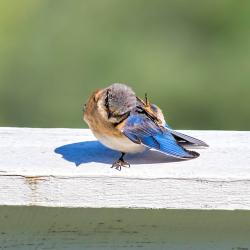 I also have the Bluebird Itch