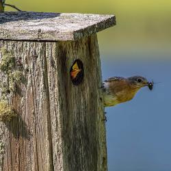 Female Bluebird with bug in mouth