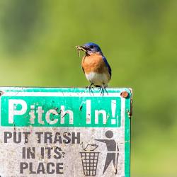 Male Bluebird with Grasshopper in mouth
