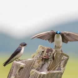 Tree Swallows in nesting box with no roof