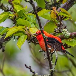 Scarlet Tanager in Pear Tree