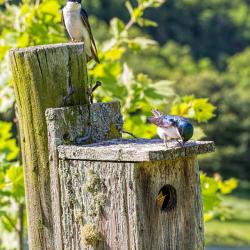 Tree Swallows bulling Birdbird box