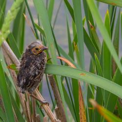 Baby Red-Winged Blackbird in Cattails