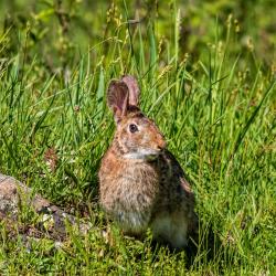 Wild Rabbit in Monterey VA