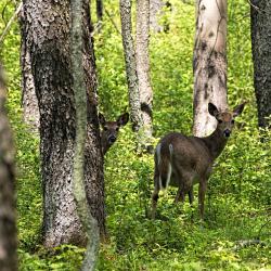Wild Deer at Blackwater Falls State Park WV