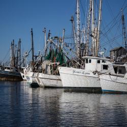 Swans Quarter Shrimp Boats