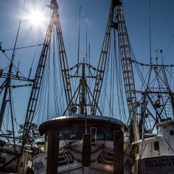 Swans Quarter Shrimp Boats