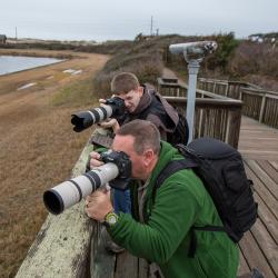 Photographing White Pelicans from Pea Island