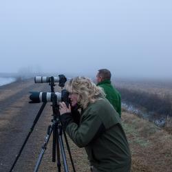Photographing Tundra Swans Pungo Lake