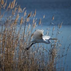 Great White Egret Lake Mattamuskeet