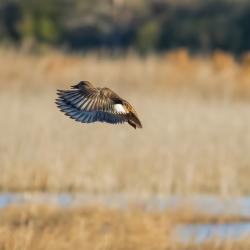Gadwall Duck Lake Mattamuskeet