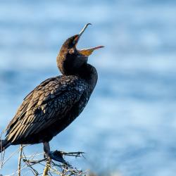 Double-crested Cormorant