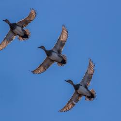 Female Pintails flying Lake Mattamuskeet