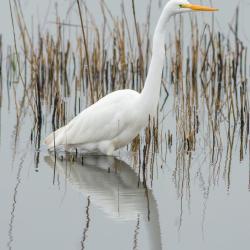 Great White Egret Lake Mattamuskeet
