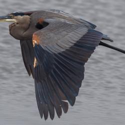 Great Blue Heron Lake Mattamuskeet
