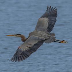 Great Blue Heron Lake Mattamuskeet