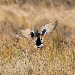 Mallard Duck Lake Mattamuskeet