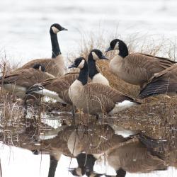Canadian Goose Lake Mattamuskeet