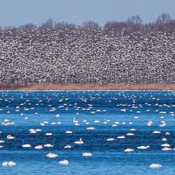 Flocks of Migrating Tundra Swans and Snow Geese Pungo Lake