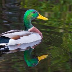 Mallard Duck Pungo Lake Canal