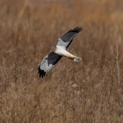 Northern Harrier Hawk Pungo Lake