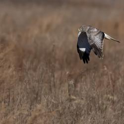 Northern Harrier Hawk Pungo Lake