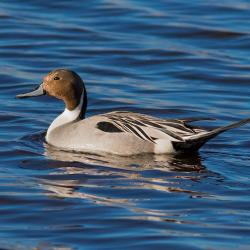 Pintail Duck Pungo Lake