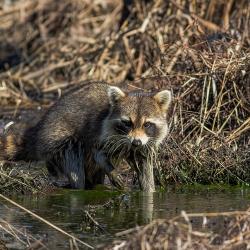 Racoon at Pungo Lake Canal